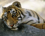 India's Tigers & Palaces