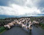 York, Dales & Moors