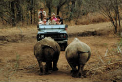 Rhinos being watched on a game drive