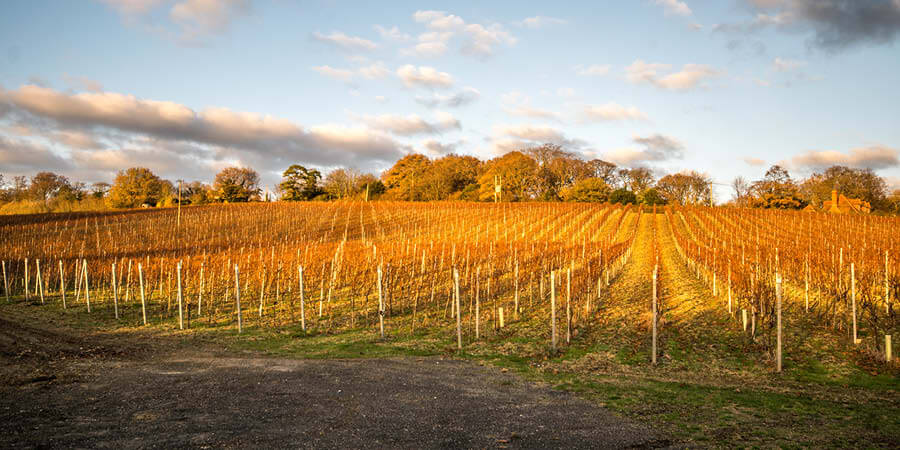 UK vineyard