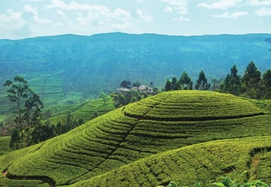 Sri Lanka, Temples and Tea