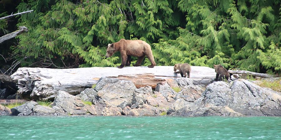 Grizzly Bears of Knights Inlet Lodge