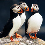 Puffins Puffins