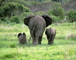 Cape Town, the Blue Train & Kruger