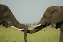 Elephants in Kruger National Park