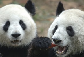 Panda Outbreak