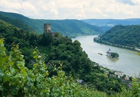 Rhine River Cruises