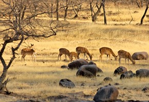 Ranthambore National Park