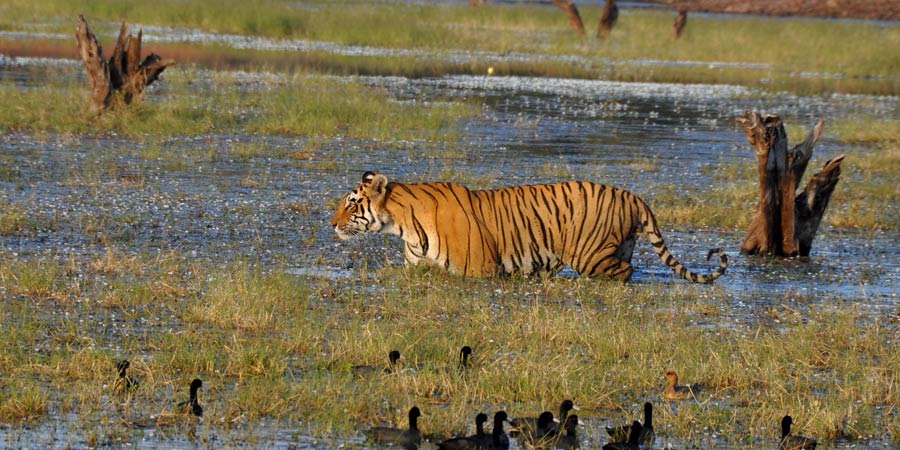 Ranthambore Tiger Ranthambore Tiger