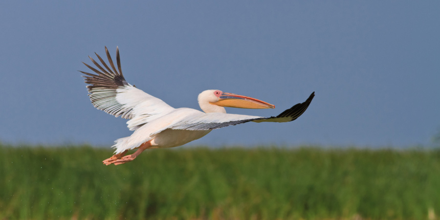 Danube Delta