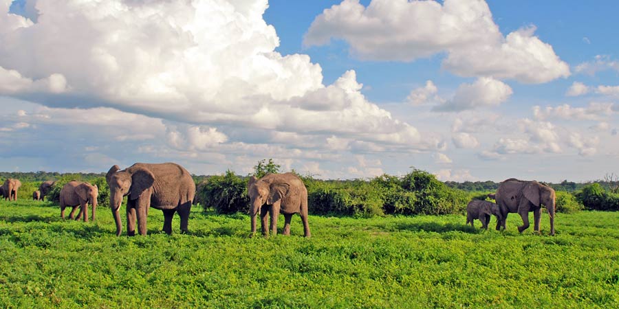 Botswana and Victoria Falls Tours: A Classic Southern African Journey - Experiencing the Classic Southern African Journey