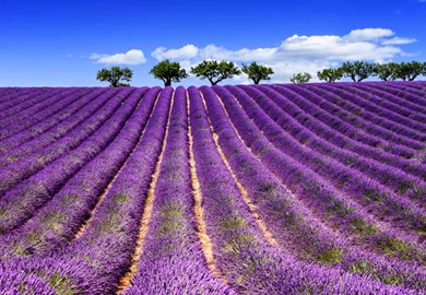 Secrets of Provence