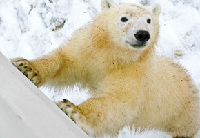 Polar Bear Encounter in Churchill, Hudson Bay, Canada