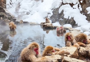 The wonderful wildlife of Japan
