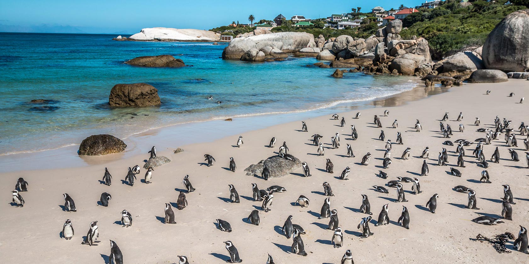 Boulder Bay Penguins Train Holidays | Great Rail Journeys