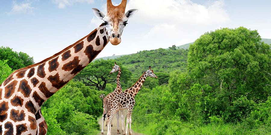 Kruger