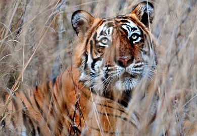 Ranthambore National Park Ranthambore National Park