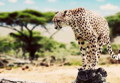 Maasai Mara Safari