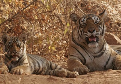 India's Tiger & Palaces India's Tigers & Palaces