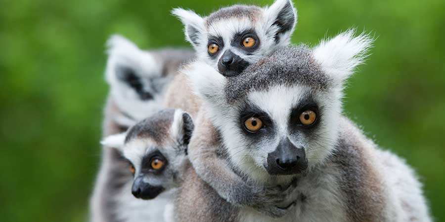 Lemurs - Jersey Zoo