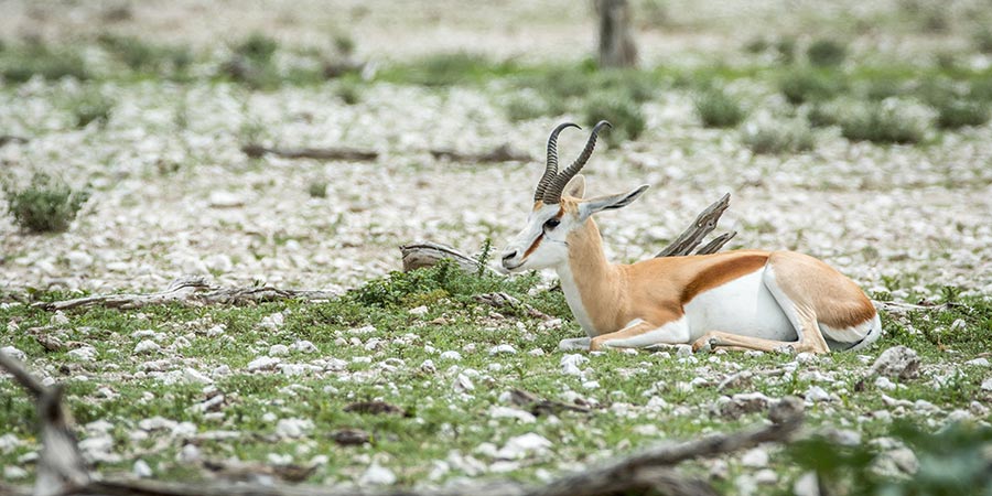 Etosha National Park