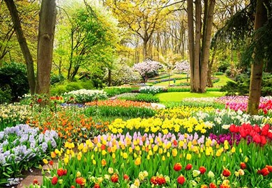 Tulips Cruise