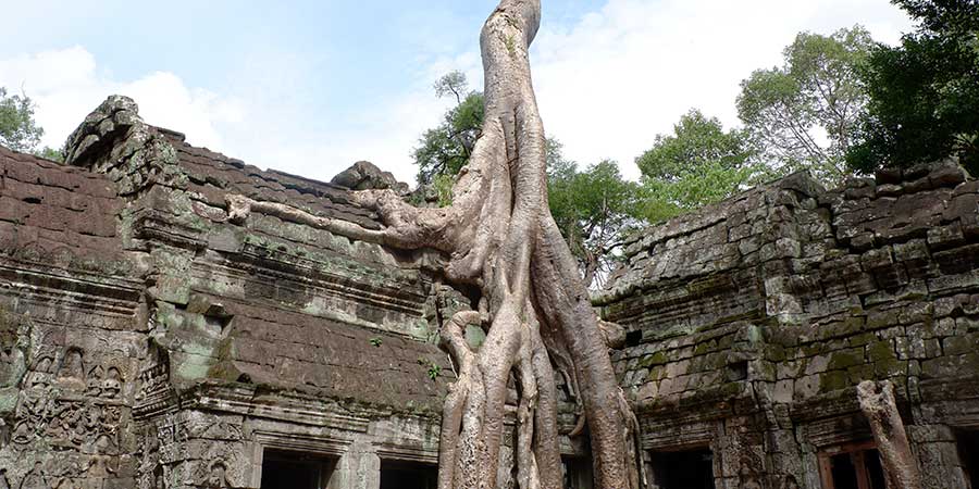 Ta Prohm & ancient tree