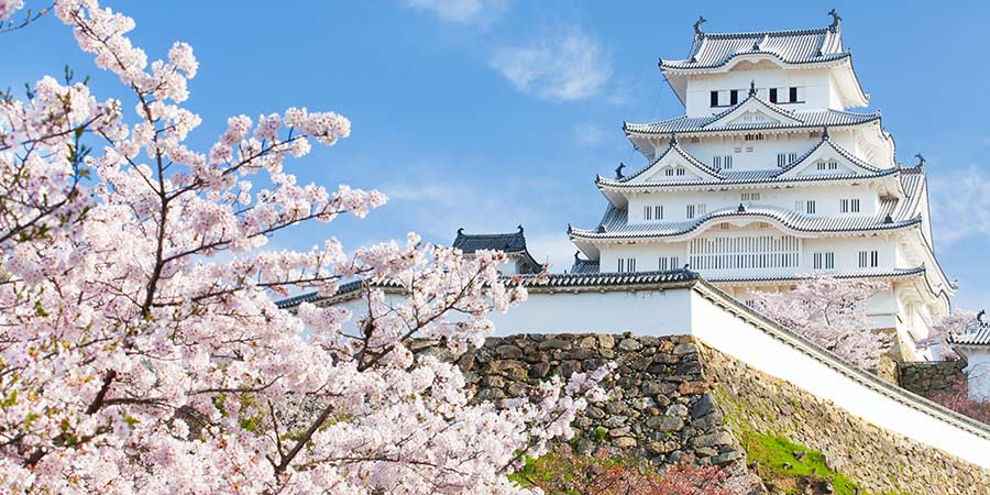Himeji Castle With Cherry Blossoms