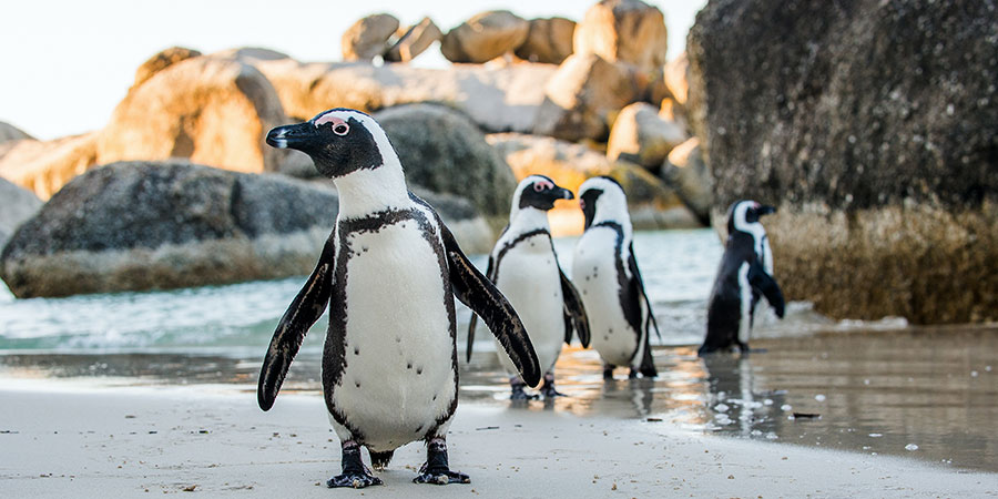 Boulders Bay Penguins South Africa