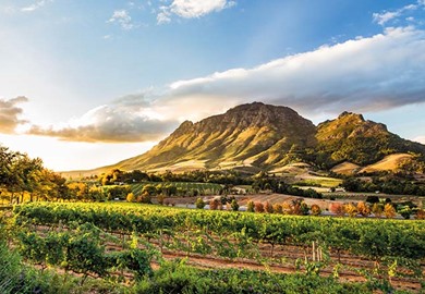 Stellenbosch Valley