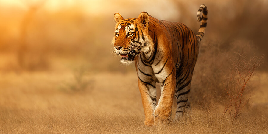 Tiger habitat