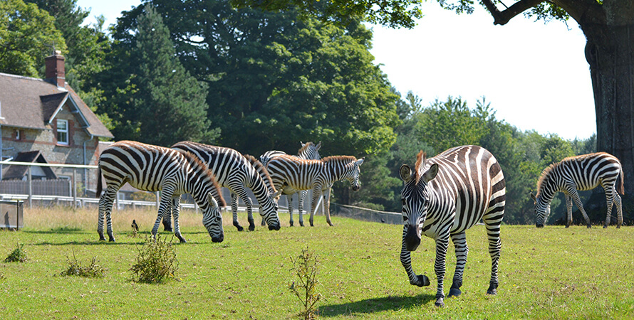 Longleat Safari Zebras