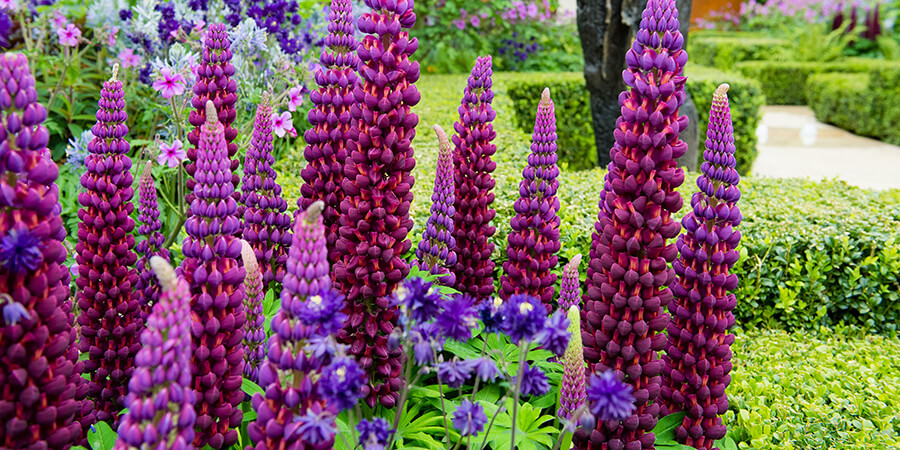 Flowers at Chelsea Flower Show