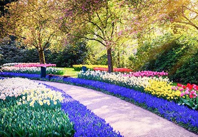 Keukenhof Gardens Keukenhof Gardens
