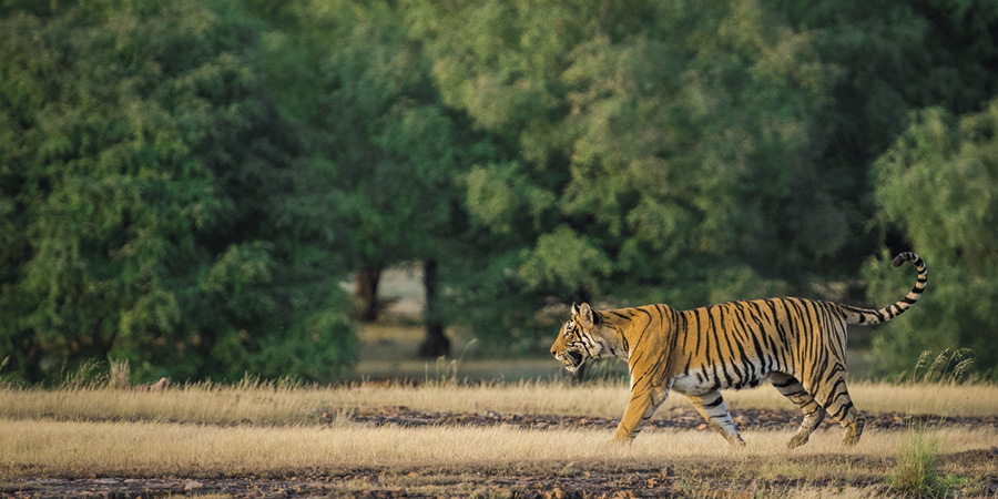 Ranthambore National Park