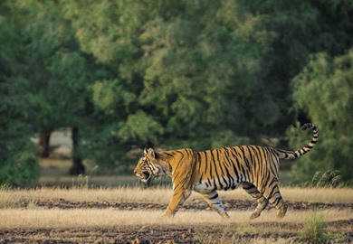 Ranthambore