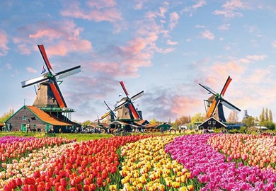 Tulips Cruise