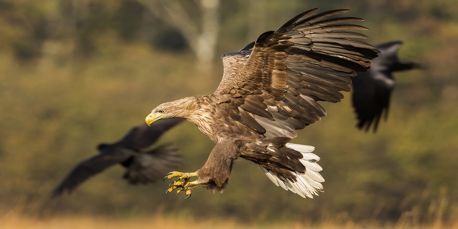 Sailing into the waters of Lewis on a sea eagle safari