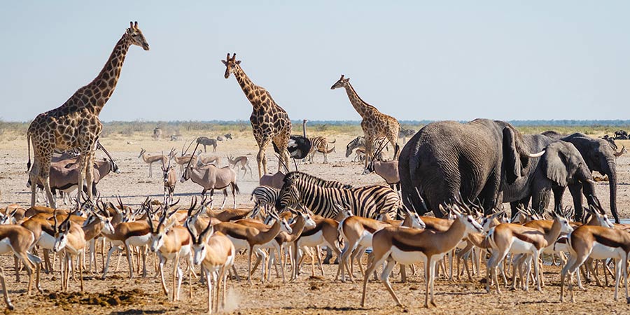 Experience a wildlife drive in Etosha National Park