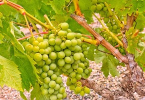 Day Trip Rioja Experience: Wine, Culture & Gastronomy
