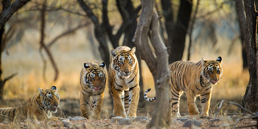 Ranthambore National Park