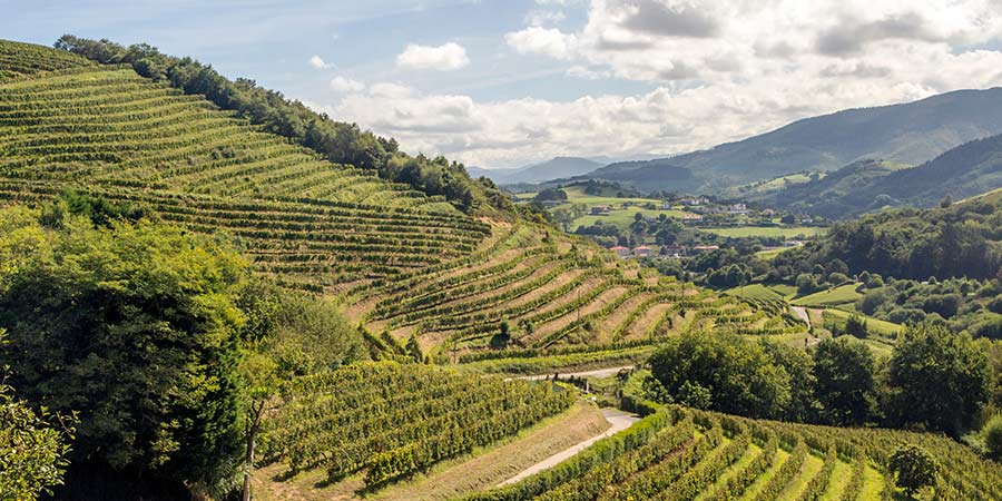 Rolling hills with green vineyards into the horizon on a sunny day.
