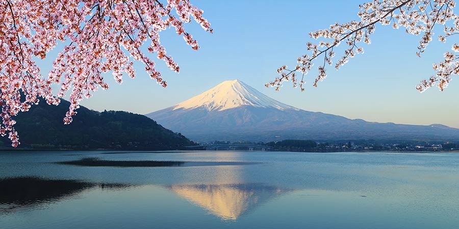 Cherry blossom surround a picturesque view of Mt Fuji reflected in a crystal clear lake.