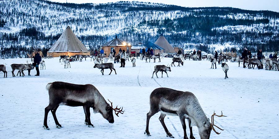 The Sámi reindeer herd gather near the Sámi tents.