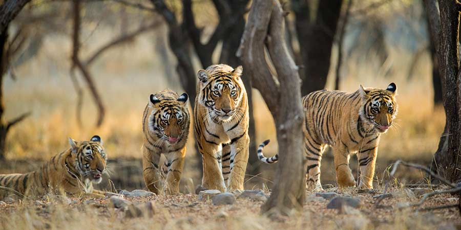 Four majestic tigers of Ranthambore National Park walk together through the forest as something catches their attention.
