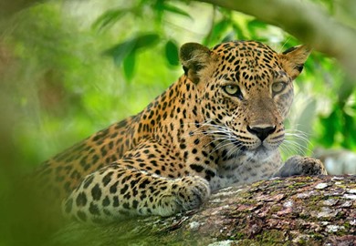 Leopard 