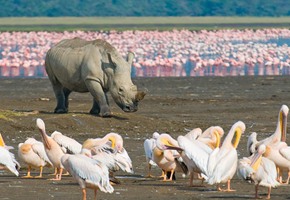Kenya Game Drive
