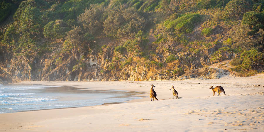 Encountering native Australian wildlife on Kangaroo Island