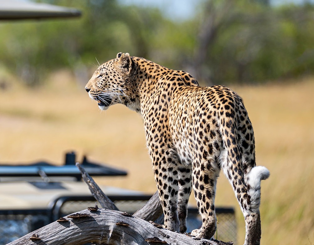 Premium South Africa: Kruger & Victoria Falls