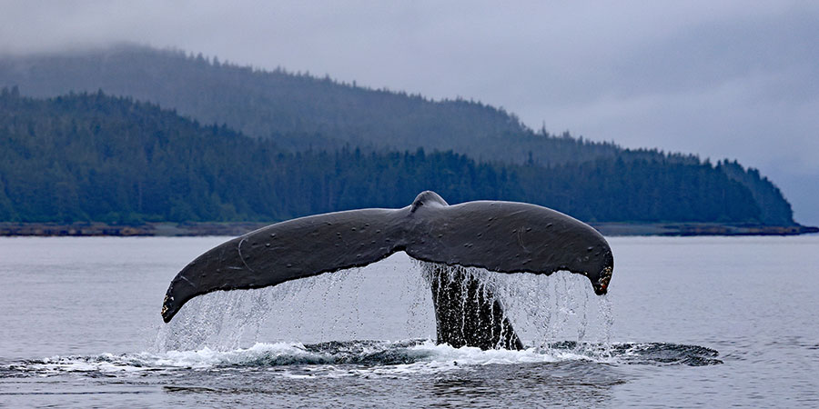 A whale emmerges from the water.